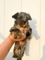 Olaf, a male Yorkshire Terrier for sale in Valdosta, GA – 4 of 7