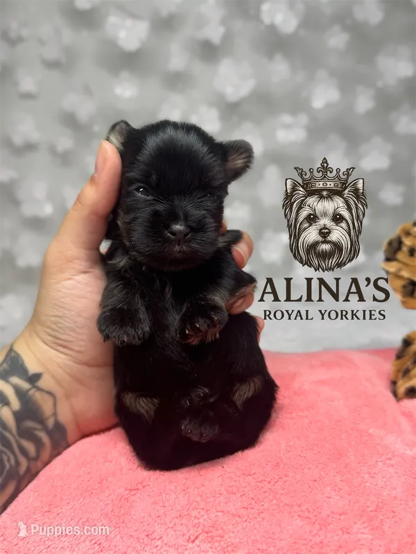 Anna – Yorkshire Terrier puppy for sale in Valdosta, GA