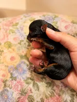 Kristoff , a male Yorkshire Terrier for sale in Valdosta, GA – 2 of 4