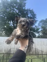 Olaf, a male Yorkshire Terrier for sale in Valdosta, GA – 2 of 7