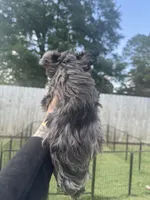 Olaf, a male Yorkshire Terrier for sale in Valdosta, GA – 3 of 7