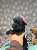 Anna, a female Yorkshire Terrier for sale in Valdosta, GA – 2 of 7