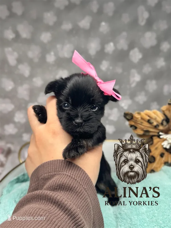 Anna – Yorkshire Terrier puppy for sale in Valdosta, GA