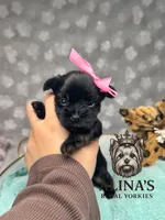 Anna, a female Yorkshire Terrier for sale in Valdosta, GA – 1 of 7