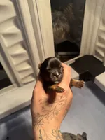 Kristoff , a male Yorkshire Terrier for sale in Valdosta, GA – 4 of 4
