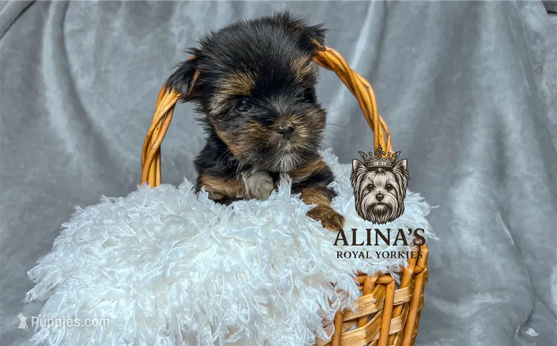 Kristoff  – Yorkshire Terrier puppy for sale in Valdosta, GA