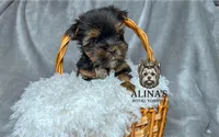 Kristoff , a male Yorkshire Terrier for sale in Valdosta, GA – 3 of 8