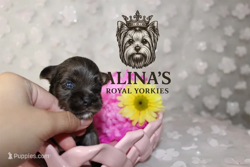 Olaf – Yorkshire Terrier puppy for sale in Valdosta, GA