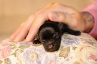 Anna, a female Yorkshire Terrier for sale in Valdosta, GA – 4 of 4