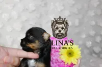 Kristoff , a male Yorkshire Terrier for sale in Valdosta, GA – 8 of 8