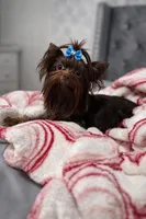 Brownie , a male Yorkshire Terrier for sale in Valdosta, GA – Photo 2 of 5