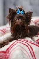 Brownie , a male Yorkshire Terrier for sale in Valdosta, GA – Photo 1 of 5