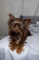 Brownie , a male Yorkshire Terrier for sale in Valdosta, GA – Photo 4 of 5