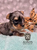 Sven, a male Yorkshire Terrier for sale in Valdosta, GA – 3 of 6