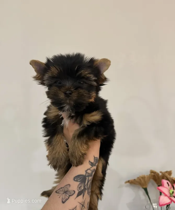 Kristoff  – Yorkshire Terrier puppy for sale in Valdosta, GA