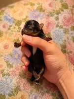 Kristoff , a male Yorkshire Terrier for sale in Valdosta, GA – 1 of 4