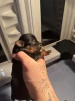 Kristoff , a male Yorkshire Terrier for sale in Valdosta, GA – 3 of 4