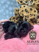 Anna, a female Yorkshire Terrier for sale in Valdosta, GA – 5 of 7