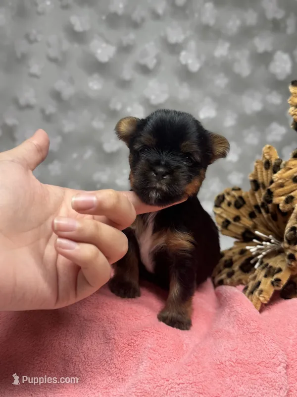Kristoff  – Yorkshire Terrier puppy for sale in Valdosta, GA