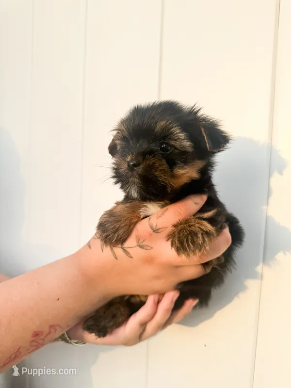 Kristoff  – Yorkshire Terrier puppy for sale in Valdosta, GA