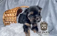 Kristoff , a male Yorkshire Terrier for sale in Valdosta, GA – 4 of 8