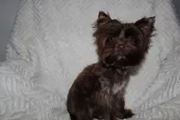 Brownie , a male Yorkshire Terrier for sale in Valdosta, GA – Photo 3 of 5