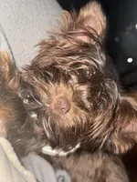 Brownie , a male Yorkshire Terrier for sale in Valdosta, GA – Photo 4 of 5