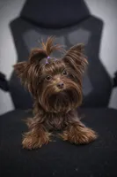 Brownie , a male Yorkshire Terrier for sale in Valdosta, GA – Photo 2 of 5