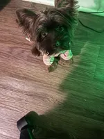 Brownie , a male Yorkshire Terrier for sale in Valdosta, GA – Photo 5 of 5