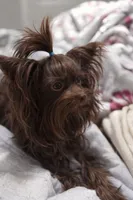 Brownie , a male Yorkshire Terrier for sale in Valdosta, GA – Photo 1 of 5