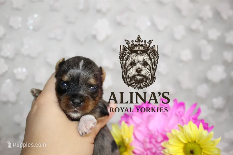 Sven  – Yorkshire Terrier puppy for sale in Valdosta, GA