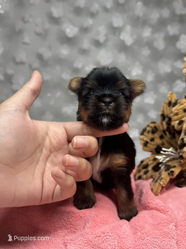 Kristoff  – Yorkshire Terrier puppy for sale in Valdosta, GA