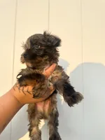 Olaf, a male Yorkshire Terrier for sale in Valdosta, GA – 6 of 7