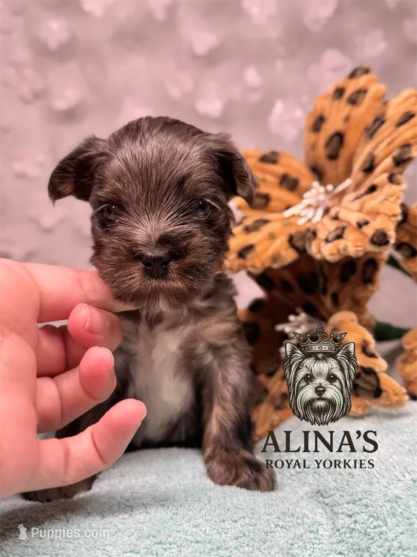 Olaf – Yorkshire Terrier puppy for sale in Valdosta, GA