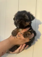 Kristoff , a male Yorkshire Terrier for sale in Valdosta, GA – 2 of 8