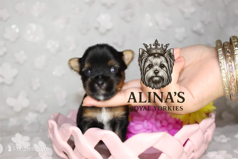 Kristoff  – Yorkshire Terrier puppy for sale in Valdosta, GA
