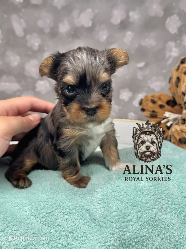 Sven  – Yorkshire Terrier puppy for sale in Valdosta, GA