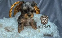 Sven, a male Yorkshire Terrier for sale in Valdosta, GA – 4 of 6