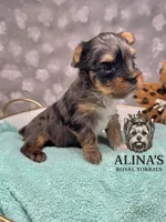 Sven, a male Yorkshire Terrier for sale in Valdosta, GA – 6 of 6
