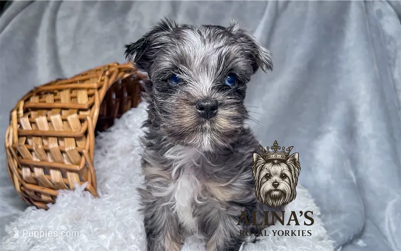 Olaf – Yorkshire Terrier puppy for sale in Valdosta, GA