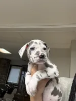 Great Dane, a male Great Dane for sale in Inver Grove Heights, MN – 3 of 9