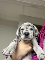 Great Dane, a male Great Dane for sale in Inver Grove Heights, MN – 4 of 9