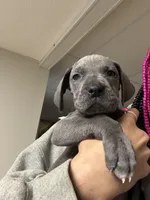 Great Dane, a male Great Dane for sale in Inver Grove Heights, MN – 2 of 9