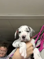 Great Dane, a male Great Dane for sale in Inver Grove Heights, MN – 5 of 9