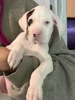 Great Dane, a male Great Dane for sale in Inver Grove Heights, MN – 9 of 9