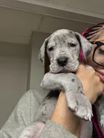 Great Dane, a male Great Dane for sale in Inver Grove Heights, MN – 6 of 9