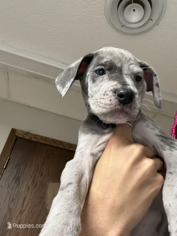 Great Dane – Great Dane puppy for sale in Inver Grove Heights, MN