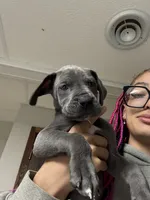 Great Dane, a male Great Dane for sale in Inver Grove Heights, MN – 8 of 9
