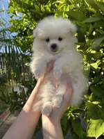 Luigi, a male Pomeranian for sale in Corona, CA – 3 of 7