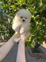 Mario, a male Pomeranian for sale in Corona, CA – 7 of 7